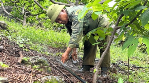 Trồng na trên núi đá 'nhàn đôi vai' nhờ hệ thống tưới tự động