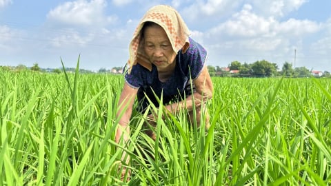 Tưới tiêu hợp lý để bảo vệ vụ lúa mùa