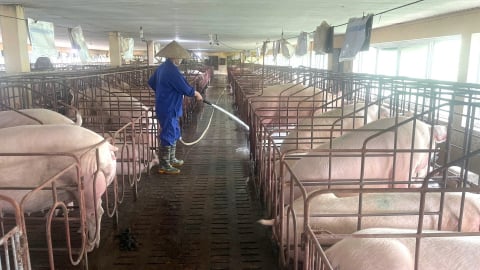 Chương trình SAAF của CGIAR cùng nông dân Thái Nguyên thúc đẩy chăn nuôi bền vững
