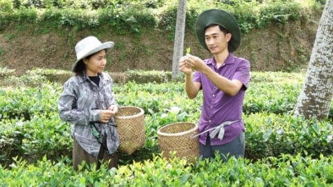 Đất sống lại, chè trung du cổ hồi sinh