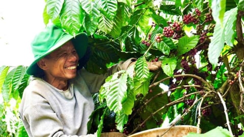 Sustainable coffee development: An inevitable trend