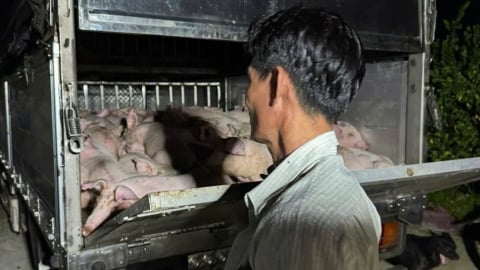 Bạc Liêu: Phát hiện xe chở 120 con heo không có giấy kiểm dịch