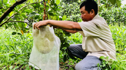 Mít Thái siêu sớm cho trái ổn định