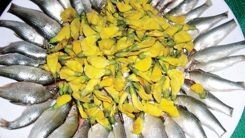 Câu chuyện cá linh