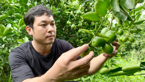 Chanh không hạt Trà Vinh chinh phục châu Âu