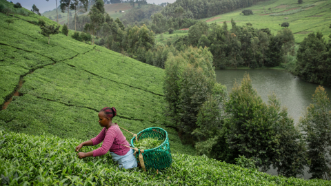 Thành lập Trung tâm Đổi mới Hệ thống Lương thực Thực phẩm tại Kenya