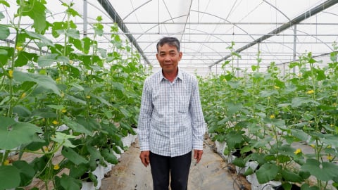 Đánh chìm ruộng rau chống bão, lão nông khởi nghiệp thành công
