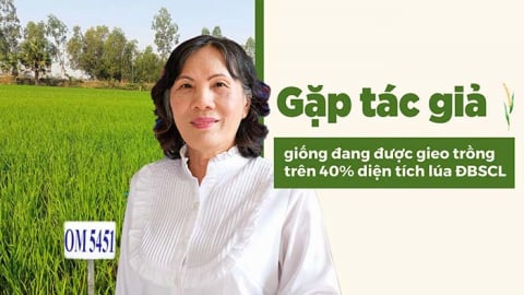 Gặp tác giả giống đang được gieo trồng trên 40% diện tích lúa ĐBSCL