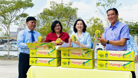 Xuất khẩu 13 tấn xoài hạt lép sang Hàn Quốc