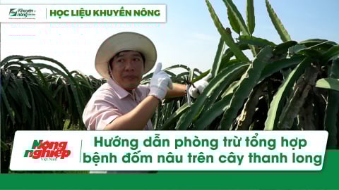 Hướng dẫn phòng trừ tổng hợp bệnh đốm nâu trên cây thanh long