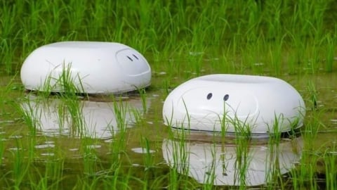 Robot diệt cỏ, giảm ốc bươu vàng, giảm khí metan nhưng không giảm năng suất lúa
