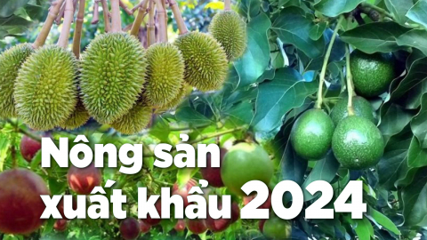 Hơn 1,5 triệu USD nâng cao chất lượng 4 mặt hàng trái cây chủ lực