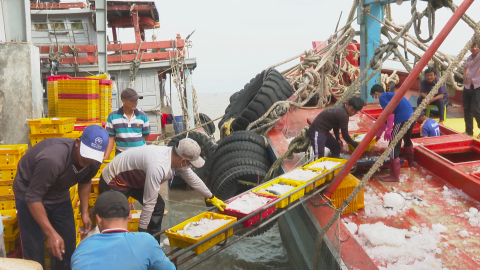 Không để tàu cá ra khơi nếu chưa có chứng nhận an toàn thực phẩm