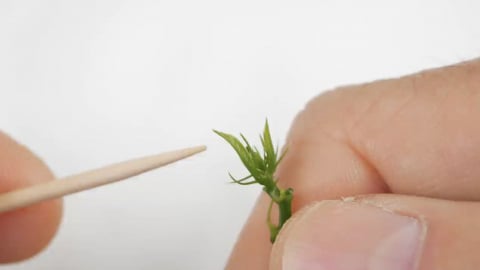 Kỹ thuật vi ghép In vivo chanh dây để loại bỏ virus ở Nhật Bản