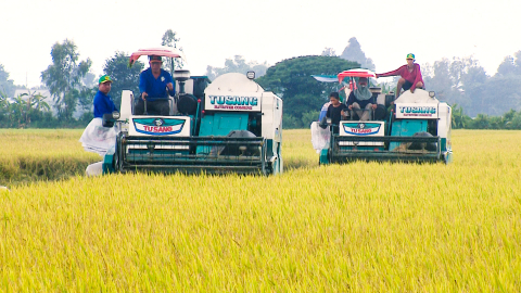 Cánh đồng lúa chất lượng cao, phát thải thấp đầu tiên trên thế giới