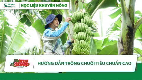 Hướng dẫn trồng chuối đảm bảo yêu cầu xuất khẩu