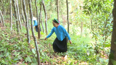 Quảng Ninh hình thành các vùng nông nghiệp hữu cơ trên sản phẩm chủ lực