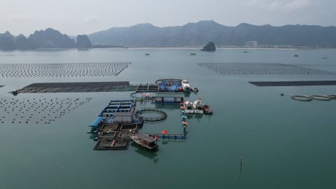 Tháo gỡ vướng mắc cấp phép nuôi biển tại Quảng Ninh