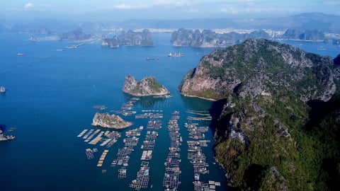 Hơn 300 vị trí nuôi biển tại TP Cẩm Phả đã có chủ