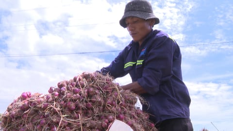 Hành tím ở Trà Vinh bị sâu bệnh hoành hành