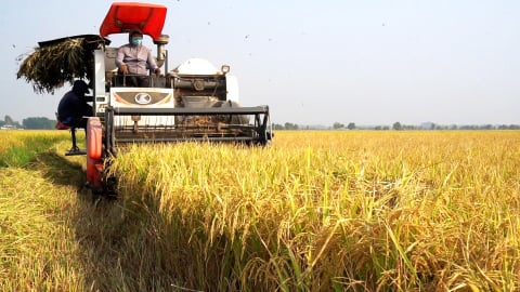 Giảm phát thải từ đồng ruộng: [Bài 1] Cùng nhau làm lúa sạch