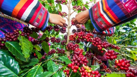 Xuất khẩu nông lâm thủy sản đạt hơn 21 tỷ USD trong 4 tháng