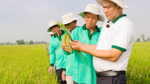 Lúa sạch, năng suất cao nhờ thuốc sinh học