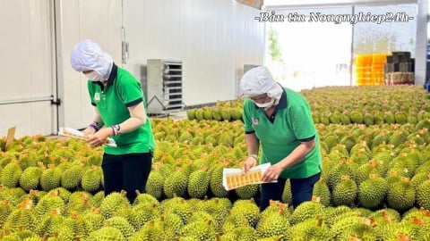Nhanh chóng xử lý những vướng mắc liên quan tới xuất khẩu sầu riêng