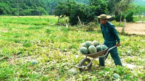 Dưa hấu Trường Định trồng hướng hữu cơ vào mùa hút thương lái
