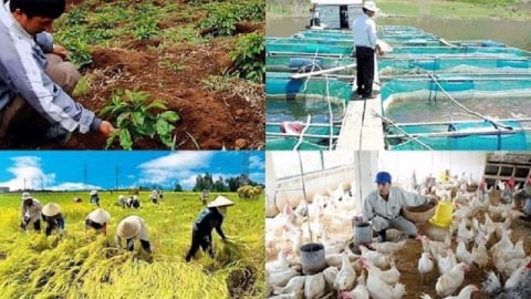 Nhiều sản phẩm nông sản không chịu thuế giá trị gia tăng