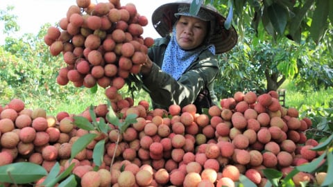 Sản lượng vải thiều năm nay dự kiến đạt hơn 300.000 tấn