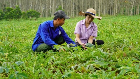 Dưa hấu mất mùa, người trồng thua lỗ gần 50 triệu đồng/ha