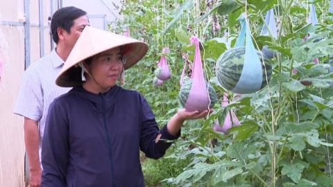 Trang trại hữu cơ 2,8ha đạt chuẩn Mỹ, EU trên đất Trà Vinh