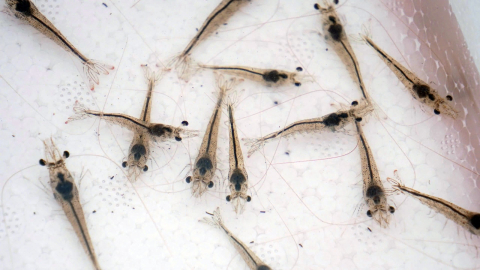 Solutions for sustainable shrimp farming: Biotechnology and high-quality broodstock