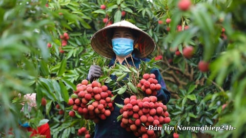 Tạo ‘luồng xanh’ cho tiêu thụ vải thiều