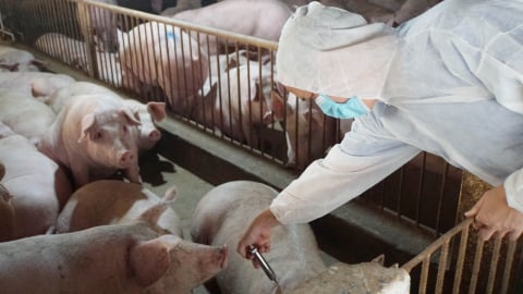 Chặn dịch tả lợn châu Phi bằng vacxin và an toàn sinh học