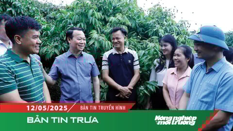 Sản lượng vải thiều Bắc Giang tăng 8% so với năm 2024