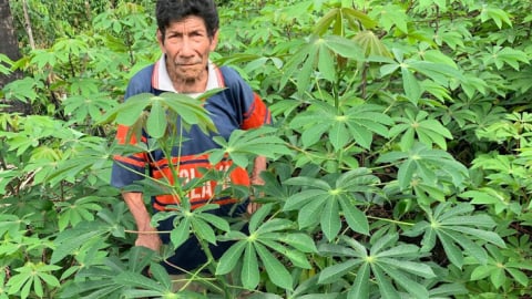 Cassava: The perilous past and promising future of a toxic but nourishing crop
