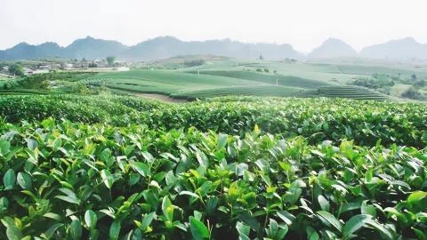 Sơn La tăng tốc đo đạc đất đai nguồn gốc nông, lâm trường trong năm 2025