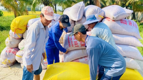 Chia sẻ rủi ro, vì lợi ích lâu dài trong liên kết sản xuất lúa