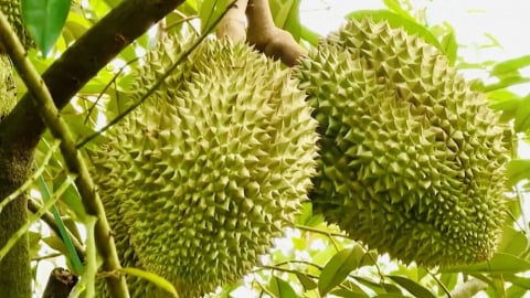 Sầu riêng Việt Nam đối mặt thách thức trước ngày tái ký Nghị định thư