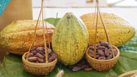 Ca cao Việt Nam cần làm gì để nâng tầm, vươn ra thế giới?