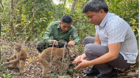 Bảo tồn và giữ gìn màu xanh cánh rừng Mường Nhé