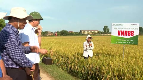 Giống lúa VNR88 chống chịu điều kiện khí hậu khắc nghiệt như thế nào