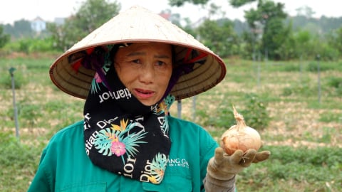 Trồng hành thuận tự nhiên trên đất cằn thu 35 tấn/ha