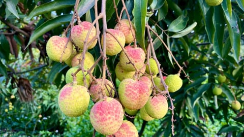100.000 đồng/kg vải u trứng trắng Thanh Hà