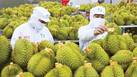 Hành động quyết liệt để bảo vệ thị trường sầu riêng Việt