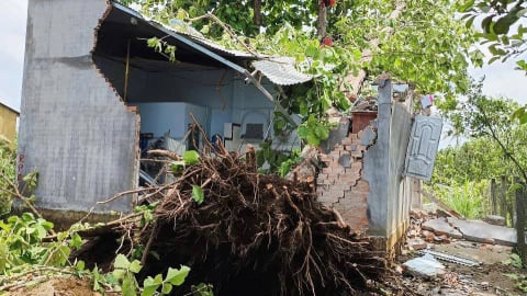 Trận giông lốc kéo sập nhà, quật ngã cây xanh và hoa màu