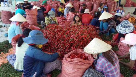 Hiệu quả dự án vùng nguyên liệu ớt tỉnh Ninh Thuận