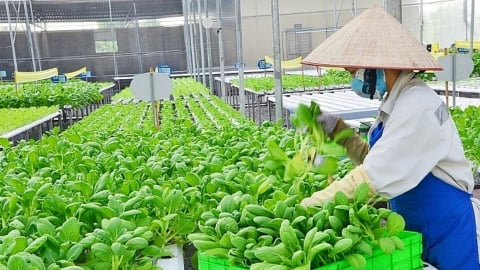 Nông nghiệp xanh – Chiến lược cho xuất khẩu bền vững
